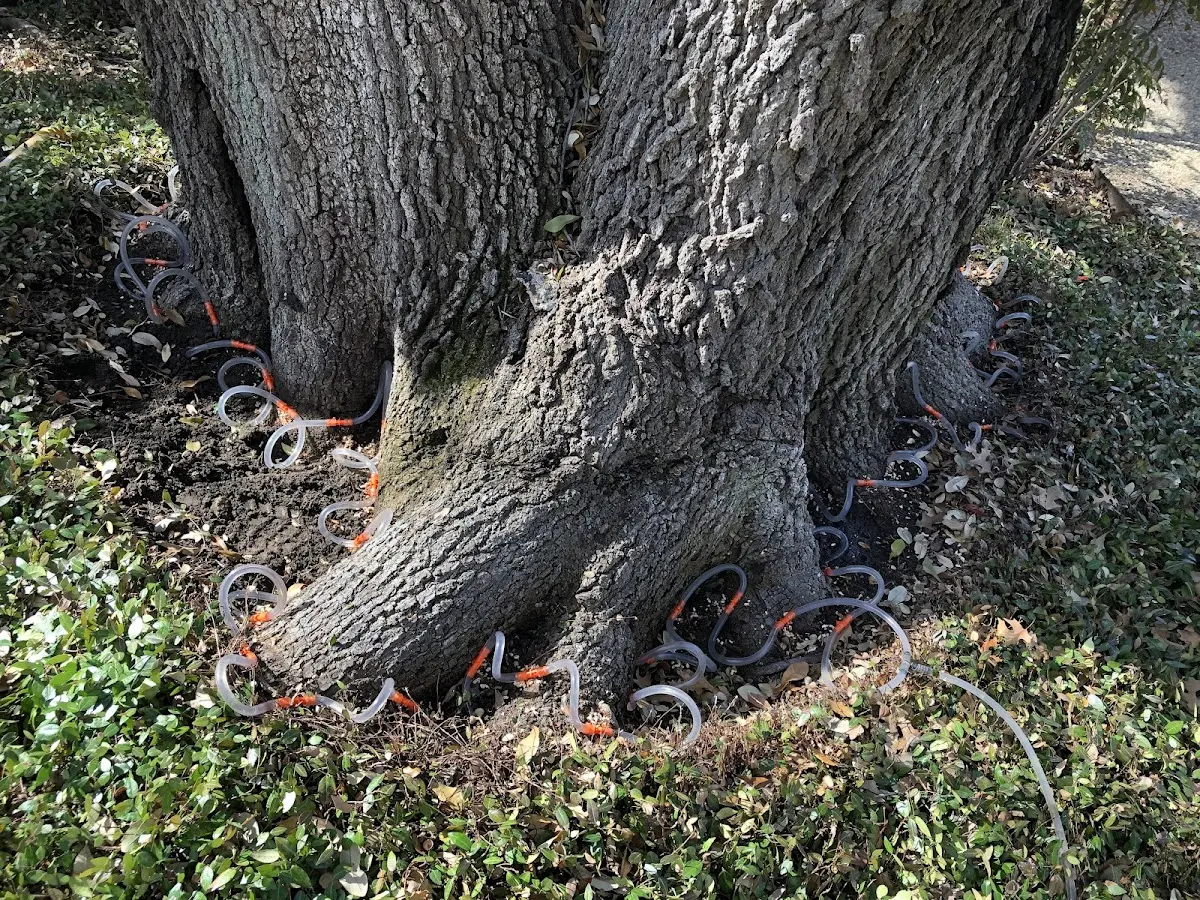 Detailed Tree Cabling and Bracing job site in Kualapuu