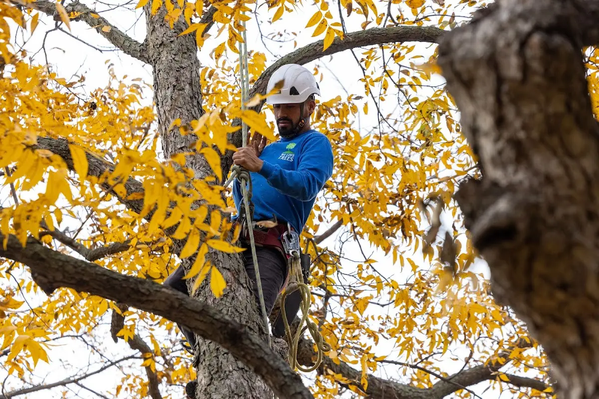Skilled Tree Pruning crew working in Kualapuu